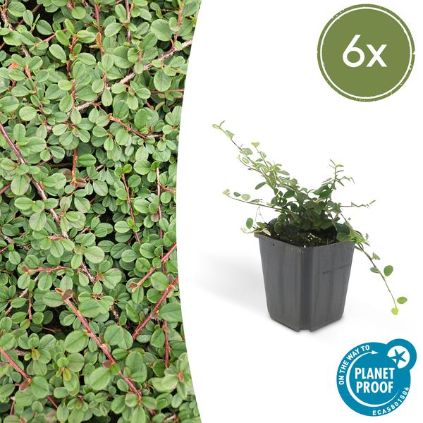 Teppichmispel Cotoneaster prostratus 'Königin der Teppiche' – ↕10-25cm – Ø9cm – 6 Pflanzen – Robuster Bodendecker – Weiße Blüten & rote Beeren – Sonne & Schatten – Pflegeleicht