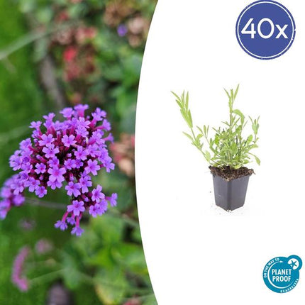 Verbena bonariensis – 40 Pflanzen – Patagonisches Eisenkraut – Luftige Staude – Lila Blüten – Schmetterlingsmagnet – Sommer–Herbstblüte – Sonniger Standort