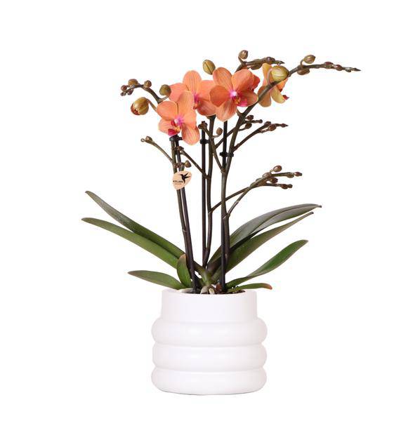Phalaenopsis Orchidee Mineral Bolzano Orange – Zimmerpflanze mit 2–3 Zweigen – Inklusive Bubble Keramiktopf Weiß Ø9cm – Edle Orchidee für Wohnzimmer, Esszimmer & Büro