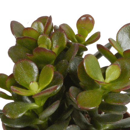 Dickblatt Crassula Mix – 3 Zimmerpflanzen – Ø8,5cm – Sukkulenten Mischung in verschiedenen Formen & Farben – pflegeleicht & dekorativ
