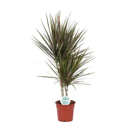 Drachenbaum – Dracaena Bicolor – Zimmerpflanze Ø17cm ↕75cm – pflegeleichte luftreinigende Blattschmuckpflanze für Innenräume