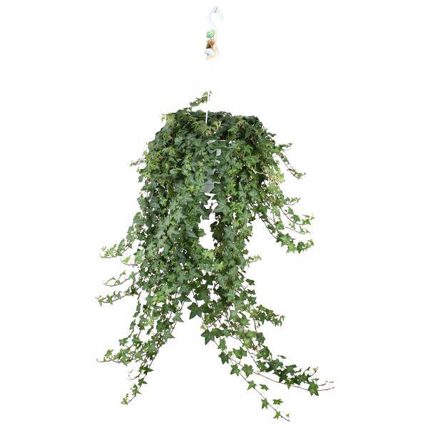 Hedera Helix Pitsburg – Efeu Hängepflanze – Zimmerpflanze Ø24cm – ca. 70cm Länge – Luftreinigende Kletterpflanze für drinnen