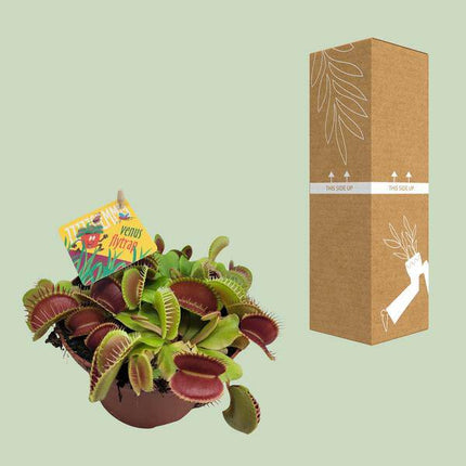 Venusfliegenfalle – Dionaea Muscipula – Fleischfressende Pflanze – Ø12cm – ↕12cm – Exotische Zimmerpflanze mit Fangblättern – Pflegeleicht & dekorativ