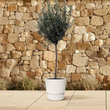 Olivenbaum – Olea Europaea 160cm – Ø24cm – Mediterrane Kübelpflanze mit silbergrünen Blättern – Edler Olivenbaum für Garten, Terrasse, Balkon & Wintergarten – Pflegeleicht
