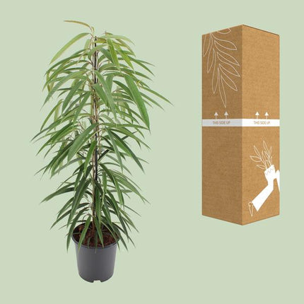 Schmalblättrige Birkenfeige – Ficus binnendijkii Alii – Ø21cm – Höhe ca. 80cm – Elegante Zimmerpflanze mit glänzenden Blättern – Pflegeleicht & dekorativ für Zuhause & Büro