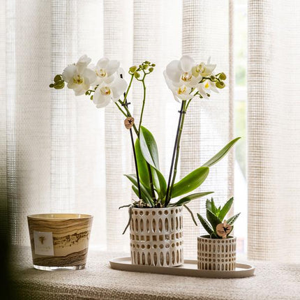Dekotopf Mosaik – Ø6cm – Blumentopf mit goldenen Mosaikdetails – Stilvoller Mini Pflanztopf für Sukkulenten & kleine Pflanzen