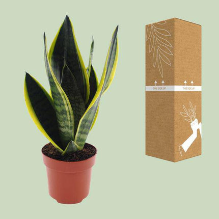 Bogenhanf – Sansevieria Futura Superba – Zimmerpflanze – Ø12cm – ↕30cm – pflegeleichte Schwiegermutterzunge mit dekorativen Blättern