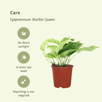 Efeutute – Epipremnum Marble Queen – 4 Pflanzen – Ø12cm – Höhe ca. 15cm – Zimmerpflanze mit marmorierten Blättern – Kletter- & Hängepflanze für Wohnzimmer & Büro