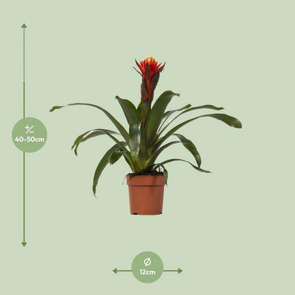 Bromelie – Guzmania Happiness – Zimmerpflanze – Ø12cm – ↕45cm – Exotische Blühpflanze mit leuchtenden Hochblättern – Pflegeleicht & dekorativ