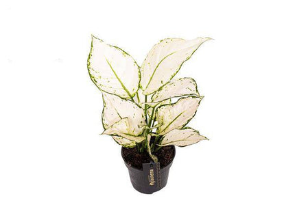 Aglaonema White Joy – Zimmerpflanze Ø12cm – Höhe bis 35cm – Pflegeleicht & Luftreinigend – Dekopflanze für Zuhause & Büro