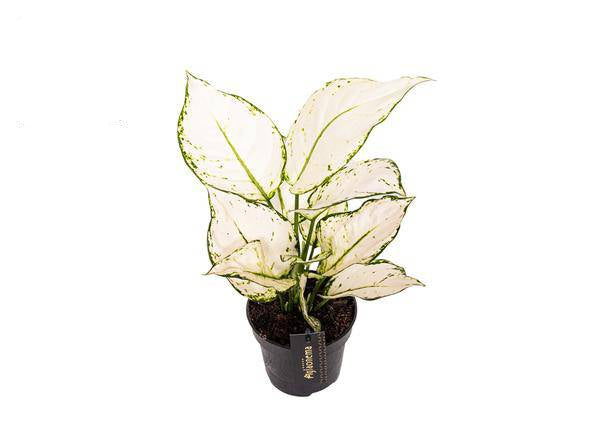 Aglaonema White Joy – Zimmerpflanze Ø12cm – Höhe bis 35cm – Pflegeleicht & Luftreinigend – Dekopflanze für Zuhause & Büro
