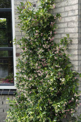Sternjasmin Trachelospermum 'Star of Ibiza' Gartenpflanze Ø15cm ↕65cm – winterharte Pflanze für Garten, Balkon, Terrasse, Kübel & Beet online