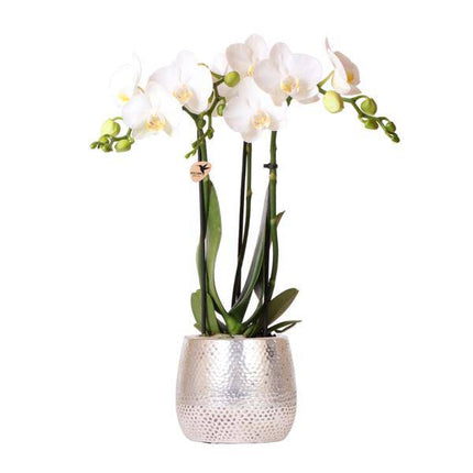 Phalaenopsis Orchidee Amabilis Weiß – inkl. Elite Keramiktopf Silber – Zimmerpflanze ca. 35cm – Edle Orchidee mit 2–3 Blütenstielen – Dekopflanze für Wohnzimmer, Esszimmer & Büro