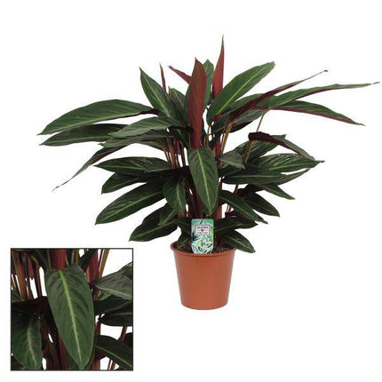 Korbmarante Calathea Stripestar – Zimmerpflanze – Ø17cm – 65cm hoch – Luftreinigend & pflegeleicht – Exotisches Blattmuster