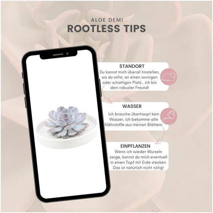 Sukkulente – Echeveria lilacina ROOTLESS – Ø20cm Schale Weiß – Zimmerpflanze ohne Wurzeln – Pflegeleichte Schnitt-Sukkulente als Tischdeko & Geschenk