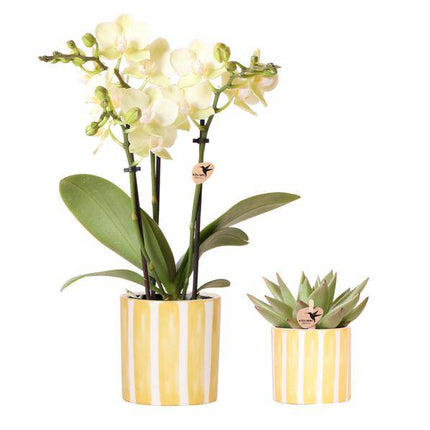 Orchidee Mexico Gelb und Sukkulente im Painted Stripe Ziertopf Gelb Ø9cm & Ø6cm – Pflanzenset – Zimmerpflanzen im modernen Design – Mediterrane Trendkollektion