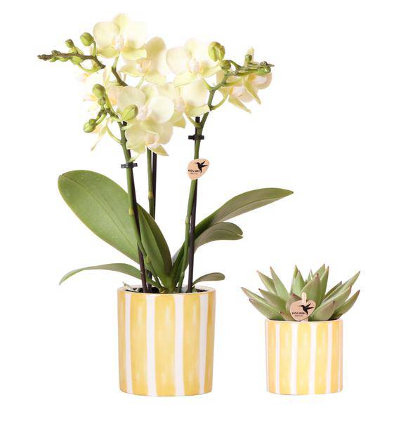 Orchidee Mexico Gelb und Sukkulente im Painted Stripe Ziertopf Gelb Ø9cm & Ø6cm – Pflanzenset – Zimmerpflanzen im modernen Design – Mediterrane Trendkollektion