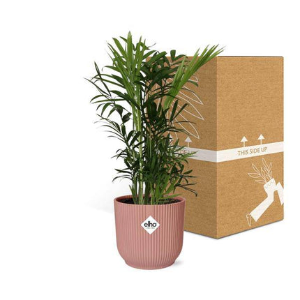 Mexikanische Bergpalme – Chamaedorea Elegans – elegante Zimmerpflanze – pflegeleicht & luftreinigend – Ø14cm Topf – mit Vibes Fold Rosa Übertopf