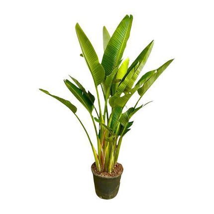 Baum-Strelitzie – Strelitzia Augusta mehrstämmig XXL – 225cm – Ø40cm – Weißer Paradiesvogel – Große Zimmerpflanze für Wohnzimmer, Büro & Wintergarten