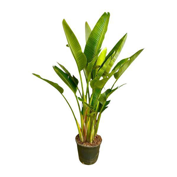 Baum-Strelitzie – Strelitzia Augusta mehrstämmig XXL – 225cm – Ø40cm – Weißer Paradiesvogel – Große Zimmerpflanze für Wohnzimmer, Büro & Wintergarten