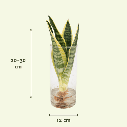 Sansevieria im Glaszylinder – Ø12cm – ↕30cm – Pflegeleichte Zimmerpflanze im dekorativen Glasgefäß – Luftreinigend & robust