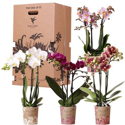 Orchideen Überraschungsbox – 4 Pflanzen Ø9cm – Frische Phalaenopsis Orchideen direkt vom Züchter – Pflegeleichte Zimmerpflanzen ohne Übertopf – Überraschungs-Mix