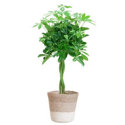 Schefflera Arb Nora – Strahlenaralie – Zimmerpflanze ca. 70cm – ø21cm – inkl. Pflanzenkorb Lissabon Weiß – Pflegeleichte Fingerpflanze mit dekorativem Jute-Korb für Wohnzimmer & Büro