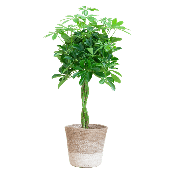 Schefflera Arb Nora – Strahlenaralie – Zimmerpflanze ca. 70cm – ø21cm – inkl. Pflanzenkorb Lissabon Weiß – Pflegeleichte Fingerpflanze mit dekorativem Jute-Korb für Wohnzimmer & Büro