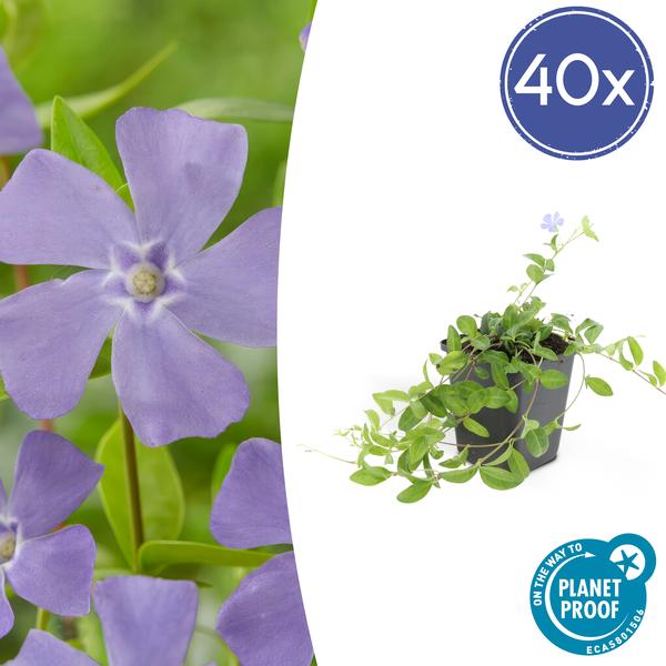 Kleines Immergrün – Vinca minor – ↕10-25cm – Ø9cm – 40 Pflanzen – Blauer Bodendecker – Sonnig & Schattig – Pflegeleicht