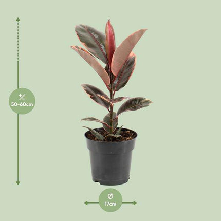 Gummibaum – Ficus Elastica Belize – Ø17cm – ↕55cm – Elegante Zimmerpflanze mit dekorativem Blattwerk – Pflegeleicht & luftreinigend – Ideal für Wohnzimmer & Büro
