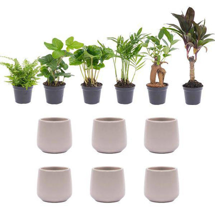 Zimmerpflanzen Set – 6 Pflanzen + Keramiktopf „Joey“ Grau Matt – Mini Urban Jungle – Pflegeleicht – Hedera, Farn, Bonsai u.a. – Topf Ø8 cm