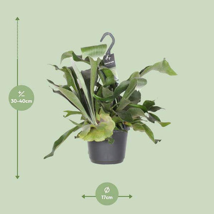 Geweihfarn – Platycerium Netherlands – Zimmerpflanze – Ø17cm ↕30cm – Epiphytischer Farn – Pflegeleicht – Luftreinigend – Dekopflanze