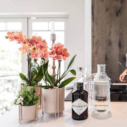 Phalaenopsis Orchideen Orange Zimmerpflanze Ø9cm – blühende Orchidee für Wohnzimmer, Büro & helle Standorte kaufen