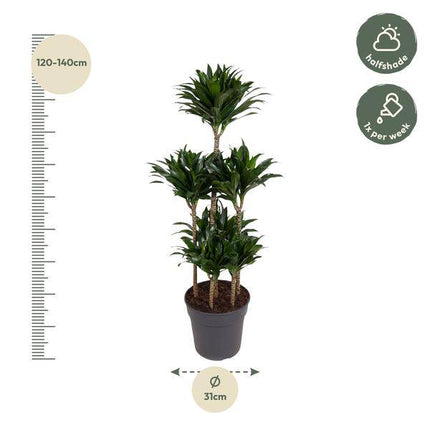Drachenbaum – Dracaena Compacta Karussell 130cm – Ø31cm – Zimmerpflanze mit dunkelgrünen glänzenden Blättern – Robuste pflegeleichte Grünpflanze für Wohnzimmer, Büro & Wintergarten