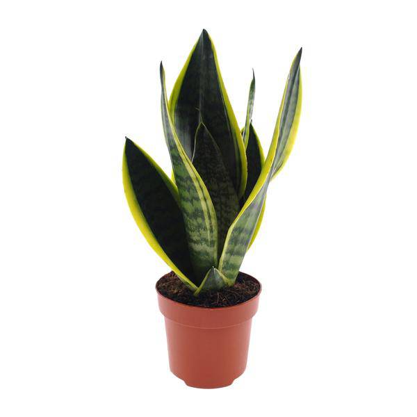 Bogenhanf – Sansevieria Futura Superba – Zimmerpflanze – Ø12cm – ↕30cm – pflegeleichte Schwiegermutterzunge mit dekorativen Blättern