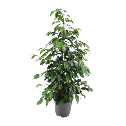 Birkenfeige – Ficus benjamina Danielle – Ø21cm – ca. 95–105cm hoch – Zimmerpflanze mit glänzend grünen Blättern – Pflegeleichte & luftreinigende Grünpflanze
