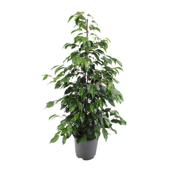 Birkenfeige – Ficus benjamina Danielle – Ø21cm – ca. 95–105cm hoch – Zimmerpflanze mit glänzend grünen Blättern – Pflegeleichte & luftreinigende Grünpflanze