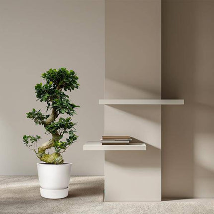 Chinesische Feige – Ficus Microcarpa Ginseng – Zimmerbonsai ca. 80–110cm hoch – Ø23cm – Bonsai-Baum für Wohnzimmer, Büro & Wintergarten