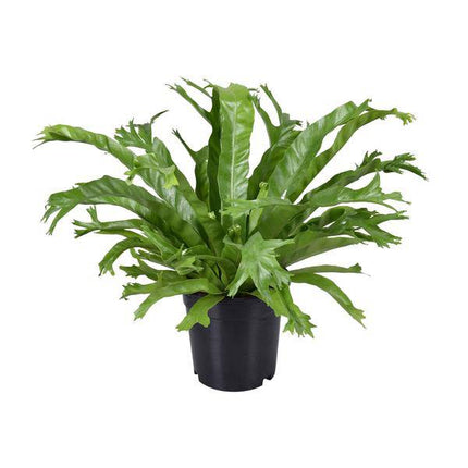 Nestfarn – Asplenium Nidus Crissie – Zimmerpflanze – Ø17cm – ca. 40cm hoch – pflegeleichter Farn für Zuhause & Büro – luftreinigende Grünpflanze