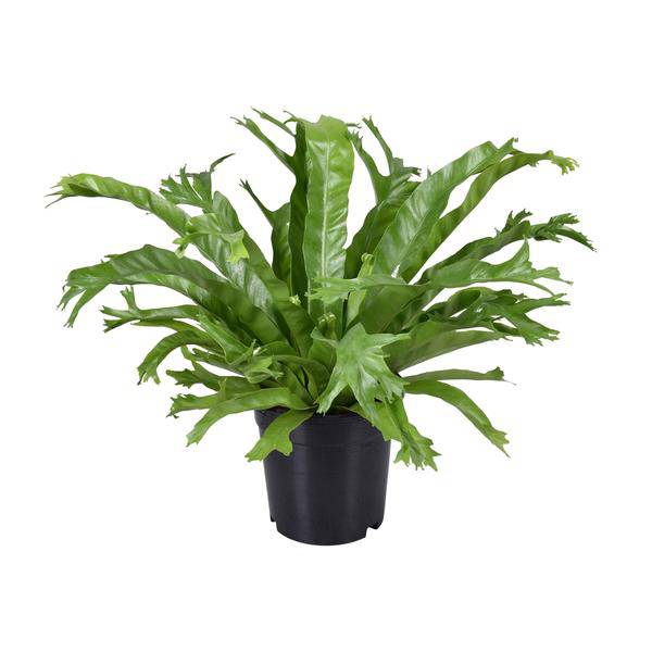 Nestfarn – Asplenium Nidus Crissie – Zimmerpflanze – Ø17cm – ca. 40cm hoch – pflegeleichter Farn für Zuhause & Büro – luftreinigende Grünpflanze