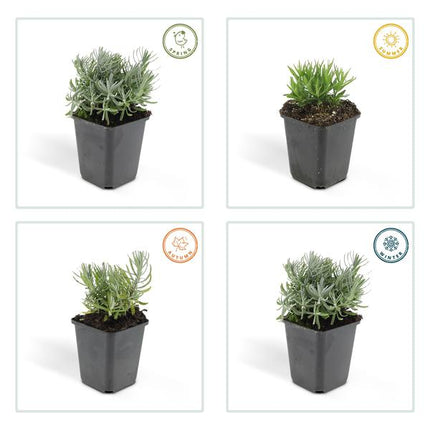 Lavendel – Lavandula angustifolia 'Hidcote' – Zierpflanze – Ø9 cm – 12 Pflanzen – blühfreudig & pflegeleicht – Sommerblüte