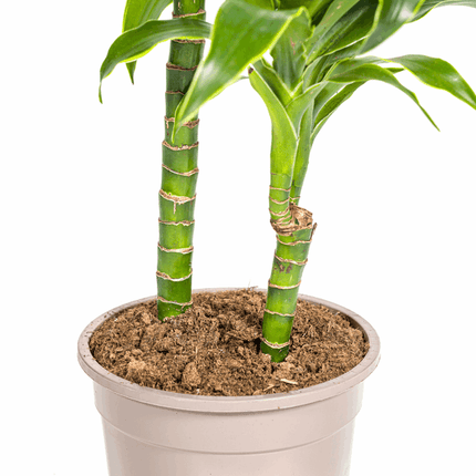 Dracaena deremensis ‘Dorado’ – Drachenbaum – Zimmerpflanze Ø19cm – 70–90cm hoch – Pflegeleichte Grünpflanze mit dunkelgrünen Blättern & gelbem Rand – Luftreinigend