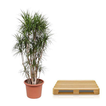Drachenbaum Dracaena Marginata – 220cm hoch – Ø40cm – Exotische Zimmerpflanze mit grünen Blättern & roten Rändern – Pflegeleicht & robust – Für Wohnzimmer, Büro & Innenräume