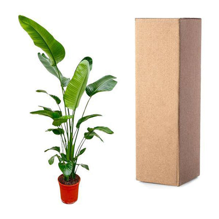 Baum-Strelitzie – Strelitzia Nicolai – Zimmerpflanze 190cm – Ø27cm – Weißer Paradiesvogel mit großen grünen Blättern – Exotische Kübelpflanze für Innen & geschützte Außenbereiche