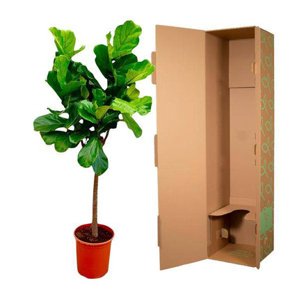 Ficus Lyrata – Echte Geigenfeige auf Stamm – Feigenbaum – 150cm – Ø30cm – Elegante Zimmerpflanze mit großen Blättern – Pflegeleichte Grünpflanze für Wohnzimmer und Büro