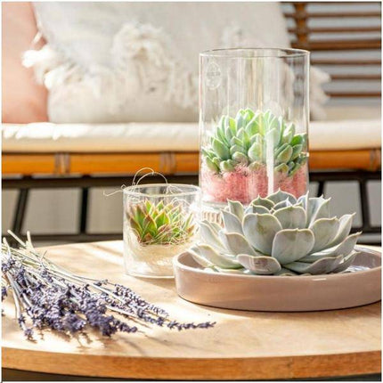 Sukkulente – Echeveria lilacina ROOTLESS – Ø20cm Schale „Taupe“ – Zimmerpflanze ohne Wurzeln – Pflegeleichte Schnitt-Sukkulente als Tischdeko & Geschenkidee