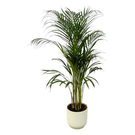 Areca Palme – Betelpalme – Zimmerpflanze ca. 110cm – ø21cm – inkl. Pflanzgefäß Vibes Fold Weiß D22xH20 – Tropische Zimmerpalme für Wohnzimmer, Büro & Wintergarten