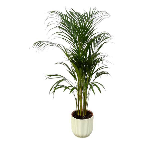 Areca Palme – Betelpalme – Zimmerpflanze ca. 110cm – ø21cm – inkl. Pflanzgefäß Vibes Fold Weiß D22xH20 – Tropische Zimmerpalme für Wohnzimmer, Büro & Wintergarten