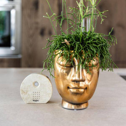 Melodiez Spieluhr Naturstein – Melody Nature Box – Klangbox mit Bewegungsmelder – Vogelgesang, Meeresrauschen & Dschungelklänge – Entspannung & Geschenkidee