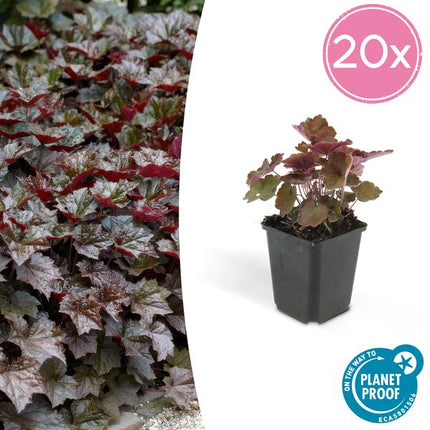 Rotblättriges Silberglöckchen Heuchera 'Palace Purple' – 20 Pflanzen – Schattengarten Staude – ↕10-25cm – Ø9cm – pflegeleicht & bienenfreundlich